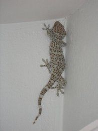 tokay gecko.jpg