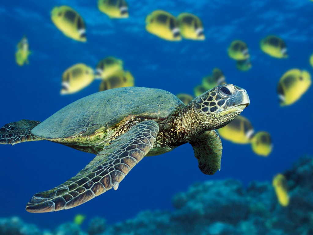A green sea turtle swims past a school of Raccoon Butterflyfish near Hawaii.