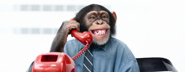 monkey-customer-service.jpg