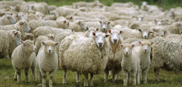 Flock-of-sheep.jpg